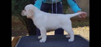 Labrador stenci
