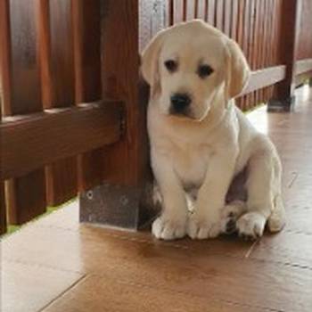 Labrador stenci