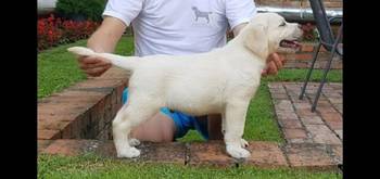Labrador stenci