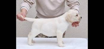 Labrador stenci