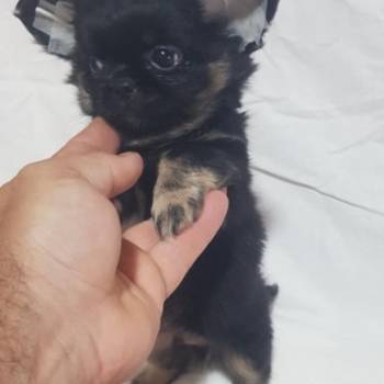 Mini civave oba pola kratkodlaki i dugodlaki