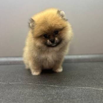 Štene pomeranskog špica uzrasta 3 meseca