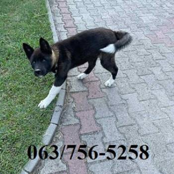 Američka Akita