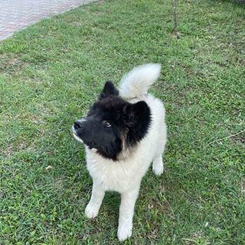 Američka Akita