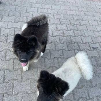 Američka Akita