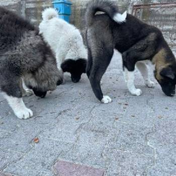 Američka Akita