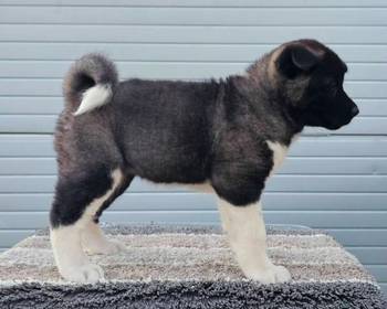 Američka Akita, izuzetni štenci