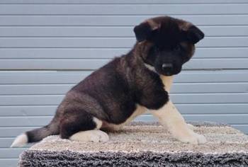 Američka Akita, izuzetni štenci
