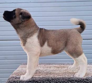 Američka Akita, izuzetni štenci