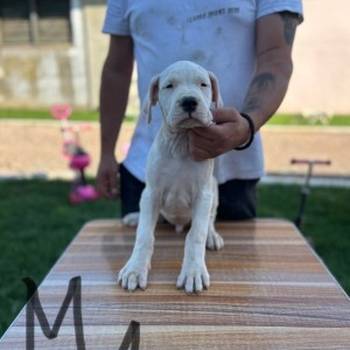 Dogo Argentino štenci