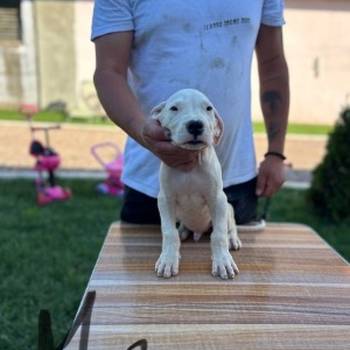 Dogo Argentino štenci