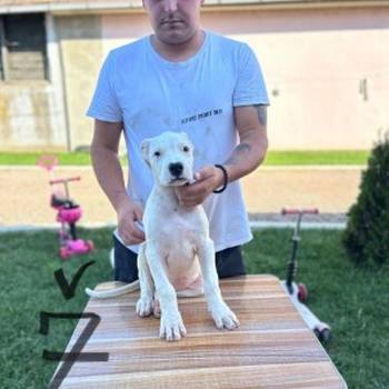 Dogo Argentino štenci