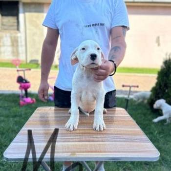 Dogo Argentino štenci