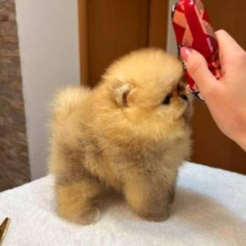 Najlepsi Pomeranci Boo