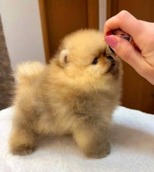 Najlepsi Pomeranci Boo
