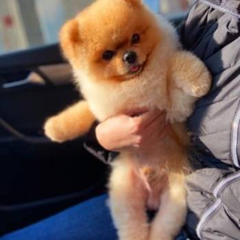 Najlepsi Pomeranci Boo