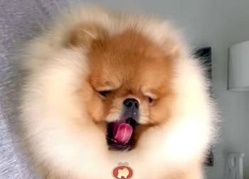 Najlepsi Pomeranci Boo