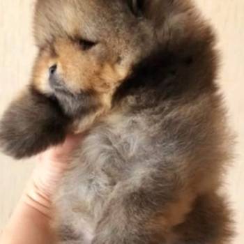 Najlepsi Pomeranci Boo
