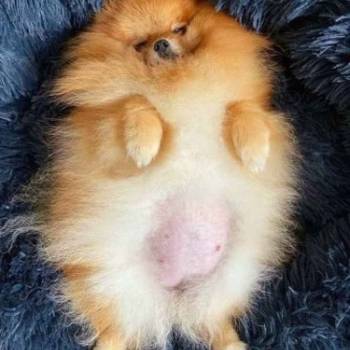 Najlepsi Pomeranci Boo