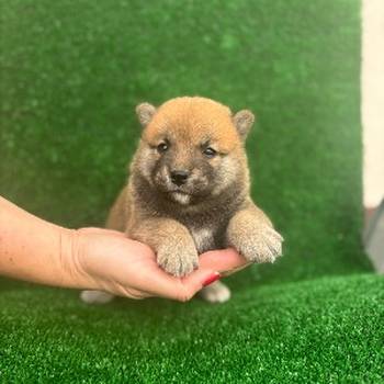 Shiba inu štenci