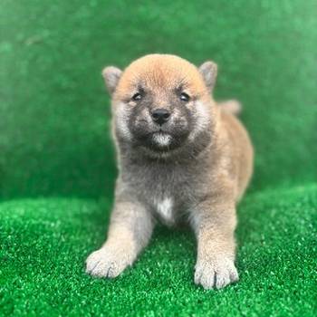 Shiba inu štenci
