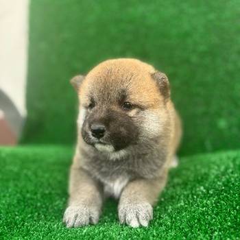 Shiba inu štenci
