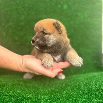 Shiba inu štenci
