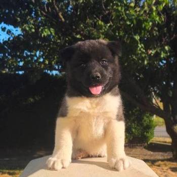 Američka Akita, prelepi štenci