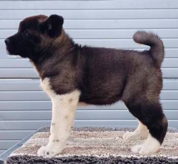 Američka Akita, prelepi štenci