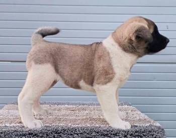 Američka Akita, prelepi štenci