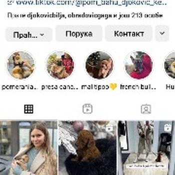 Stenci toy i mini pudle vrhunske genetike