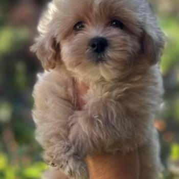 Maltipoo vrhunske genetike