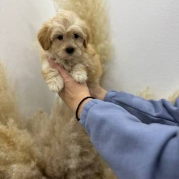 Maltipoo vrhunske genetike