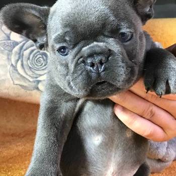 Francuski buldog plavi sivi