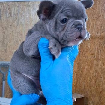 Francuski buldog plavi sivi