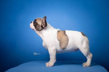 Francuski Buldog prelepi stenci