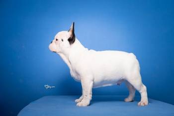 Francuski Buldog prelepi stenci