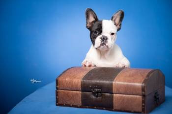 Francuski Buldog prelepi stenci