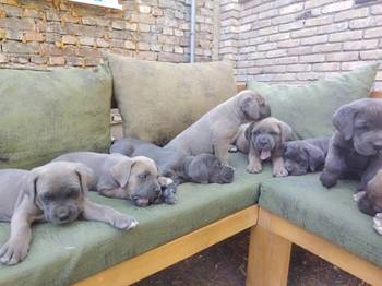 Cane Corso ( Kane Korso ) vrhunski štenci