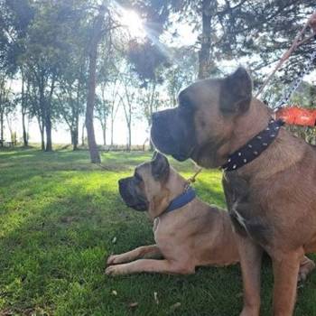 Cane Corso ( Kane Korso ) vrhunski štenci