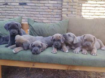 Cane Corso ( Kane Korso ) vrhunski štenci