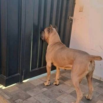 Cane Corso ( Kane Korso ) vrhunski štenci