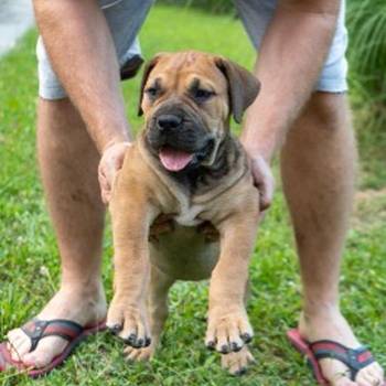 Južnoafrički mastif – Boerboel štenci