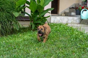 Južnoafrički mastif – Boerboel štenci