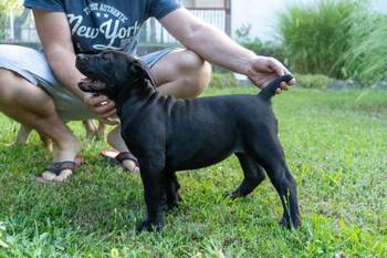 Južnoafrički mastif – Boerboel štenci