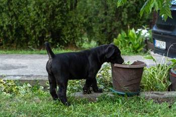 Južnoafrički mastif – Boerboel štenci
