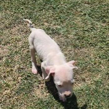 Dogo argentino prelepi štenci