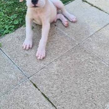 Dogo argentino prelepi štenci