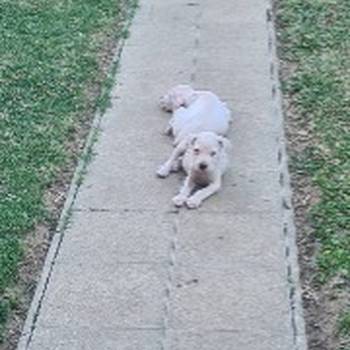 Dogo argentino prelepi štenci