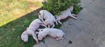 Dogo argentino prelepi štenci